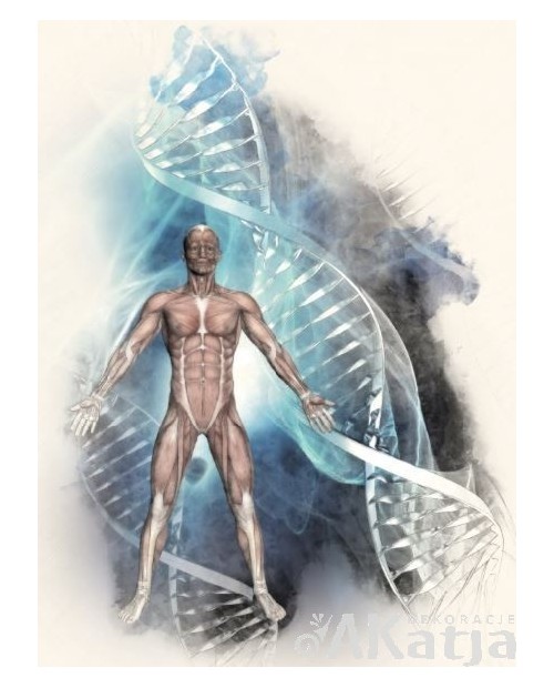 Mięśnie człowieka na tle DNA