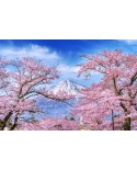 Góra Fuji i kwitnące wiśnie