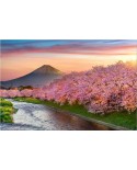 Fuji i kwitnące wiśnie2