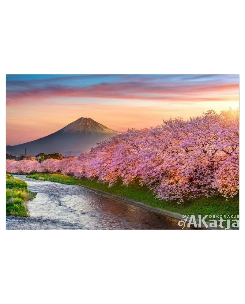 Fuji i kwitnące wiśnie2