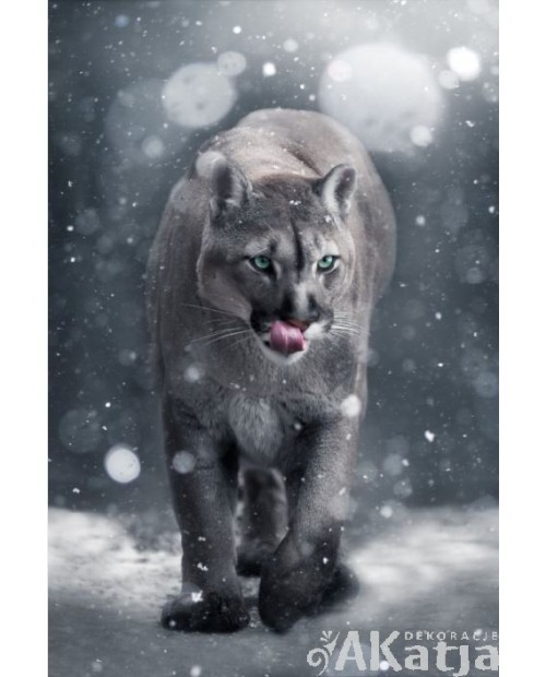 Kuguar chodzi po śniegu