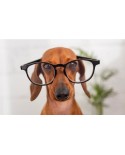 Ładny pies w okularach