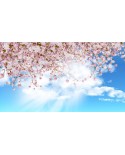 Sakura i błękitne niebo