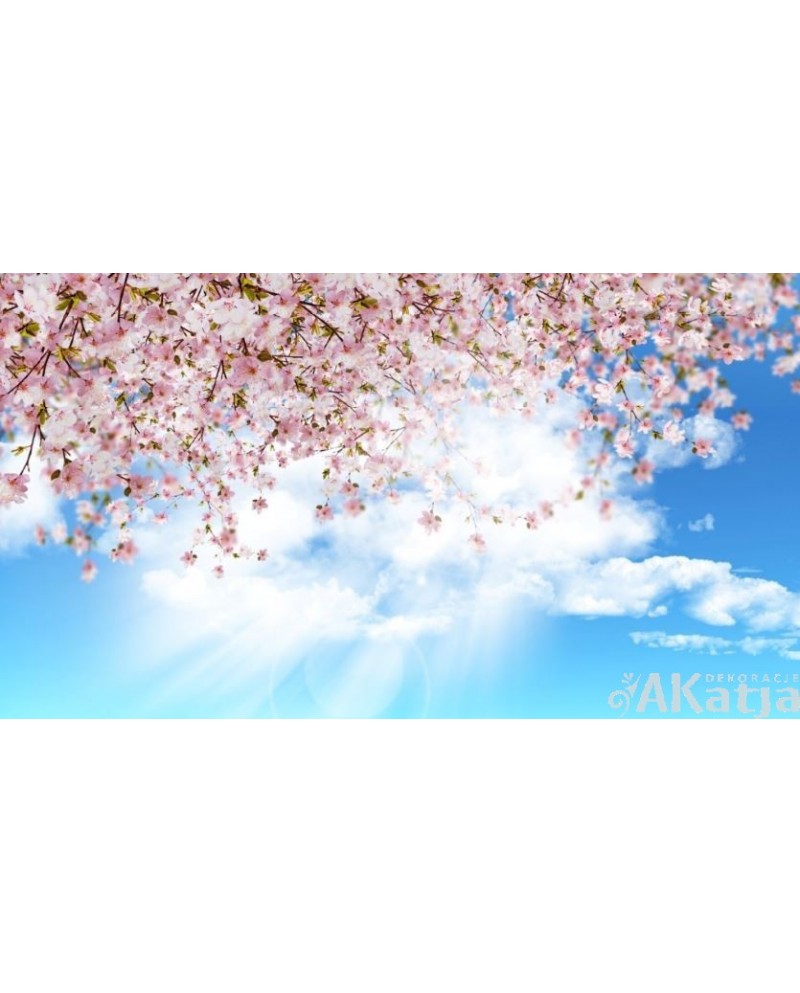 Sakura i błękitne niebo