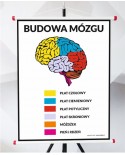 Plansza - Budowa Mózgu