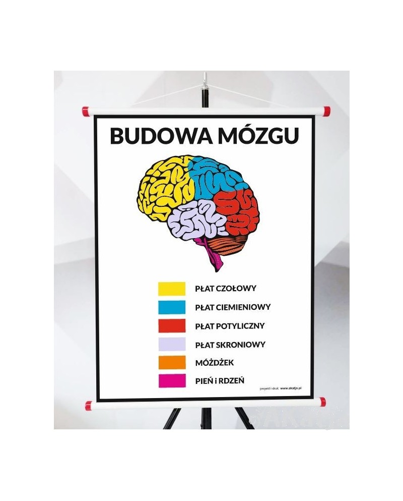 Plansza - Budowa Mózgu