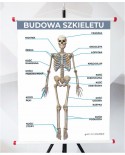 Plansza - Budowa Szkieletu