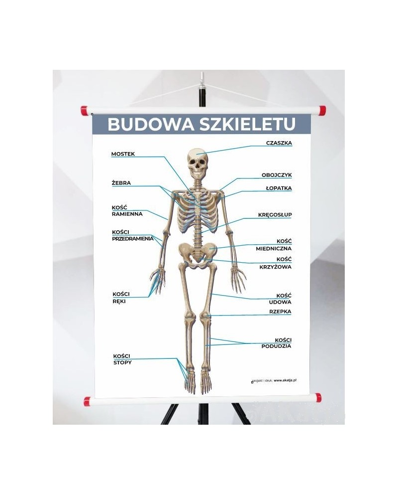 Plansza - Budowa Szkieletu