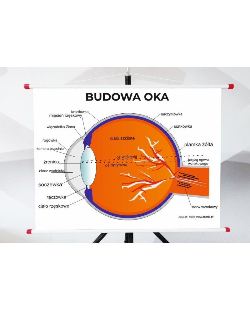 Plansza - Budowa Oka