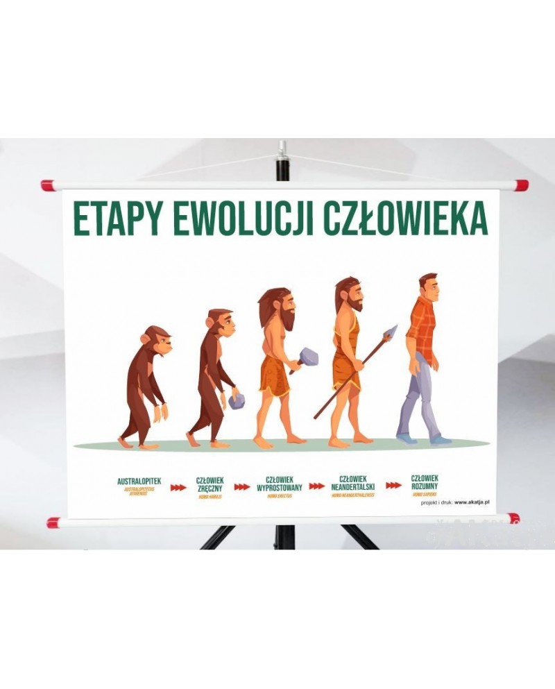 Plansza - Etapy Ewolucji Człowieka