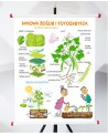 Plansza - Budowa roślin i fotosynteza