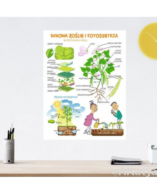 Naklejka na ścianę: Budowa roślin i fotosynteza