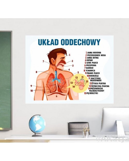 Układ oddechowy- naklejka na ścianę