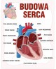 Budowa serca- naklejka na ścianę