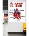 Budowa serca- naklejka na ścianę