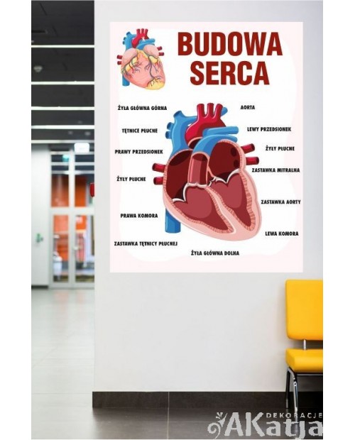 Budowa serca- naklejka na ścianę