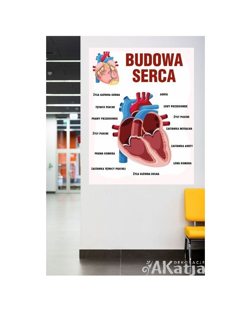 Budowa serca- naklejka na ścianę