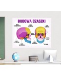 Budowa czaszki- naklejka na ścianę