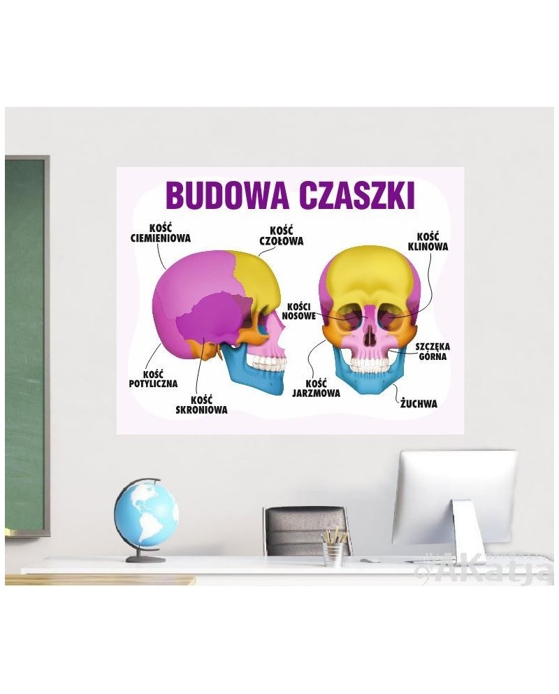 Budowa czaszki- naklejka na ścianę