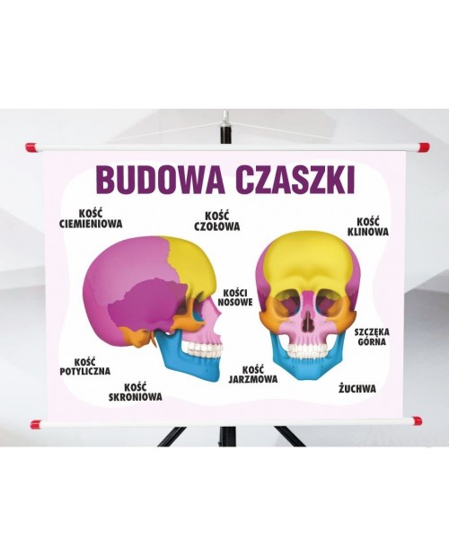 Plansza- Budowa czaszki