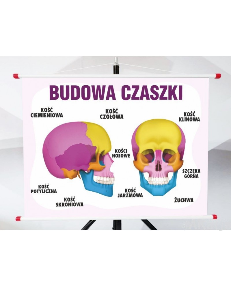 Plansza- Budowa czaszki
