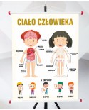 Plansza- Budowa ciała człowieka