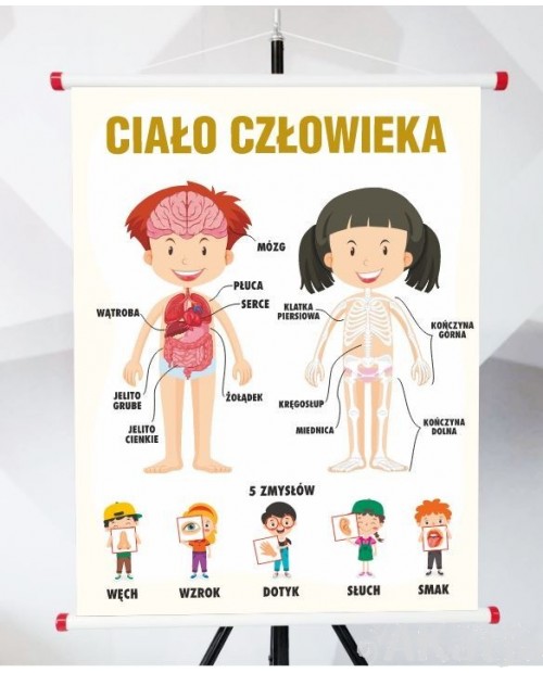 Plansza- Budowa ciała człowieka