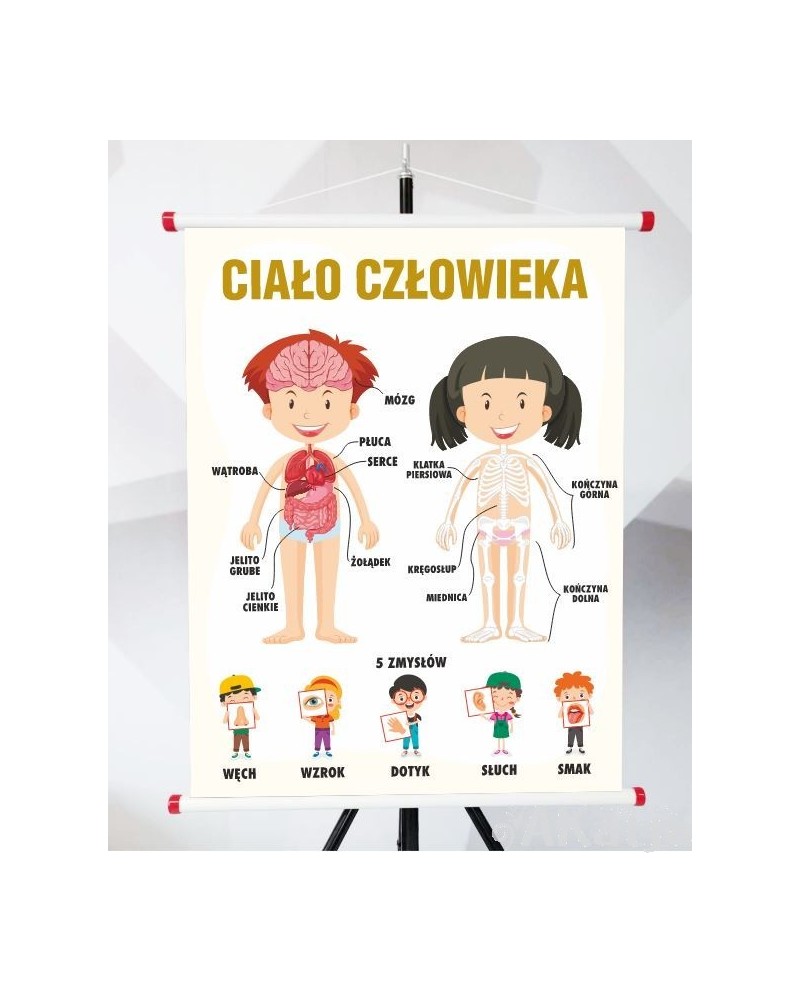Plansza- Budowa ciała człowieka