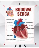 Plansza- Budowa serca