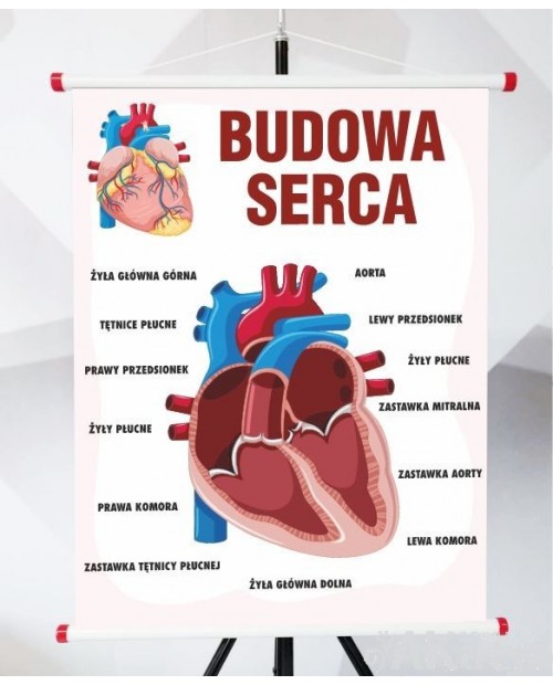 Plansza- Budowa serca