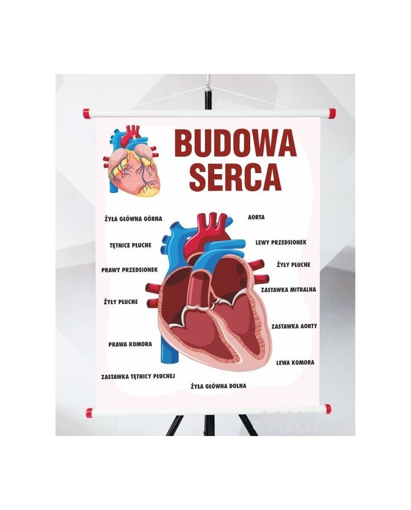 Plansza- Budowa serca