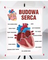 Plansza- Budowa serca