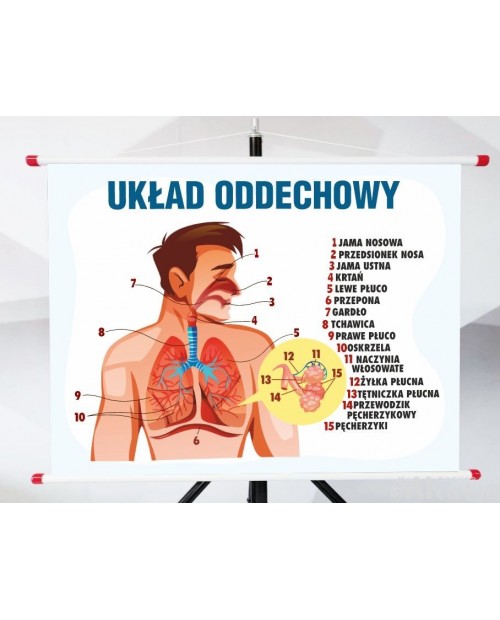 Plansza- Układ oddechowy