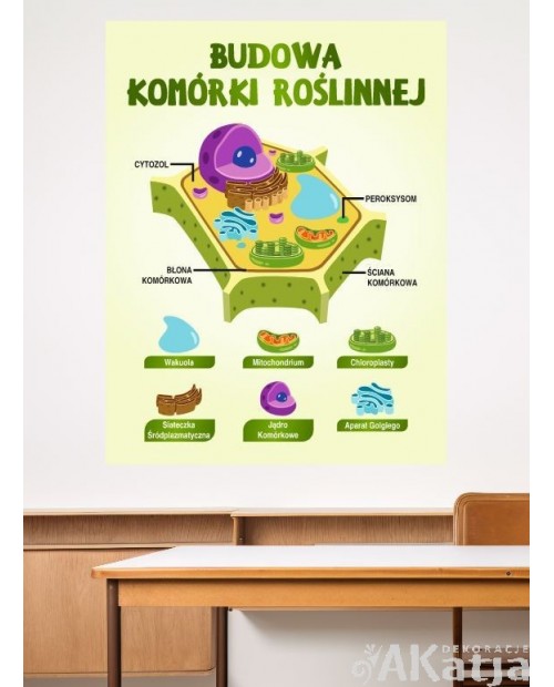 Budowa komórki roślinnej- naklejka na ścianę
