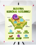 Plansza- Budowa komórki roślinnej