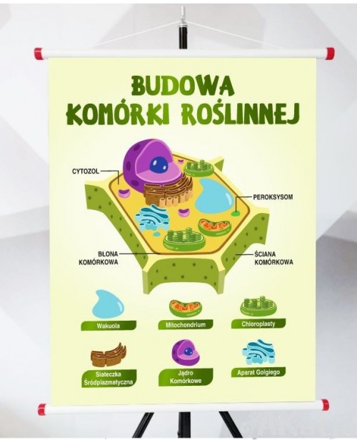 Plansza- Budowa komórki roślinnej