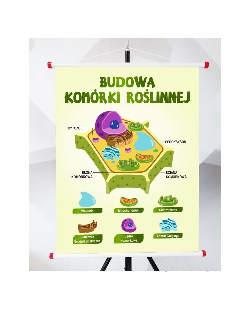 Plansza- Budowa komórki roślinnej