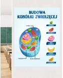 Budowa komórki zwierzęcej- naklejka na ścianę