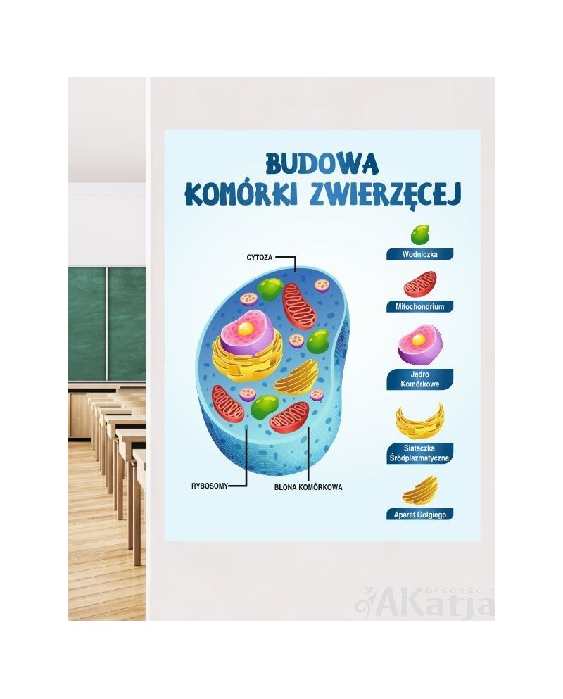 Budowa komórki zwierzęcej- naklejka na ścianę