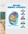 Budowa komórki zwierzęcej- naklejka na ścianę