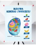Plansza- Budowa komórki zwierzęcej