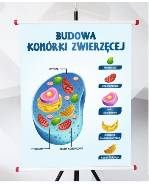 Plansza- Budowa komórki zwierzęcej