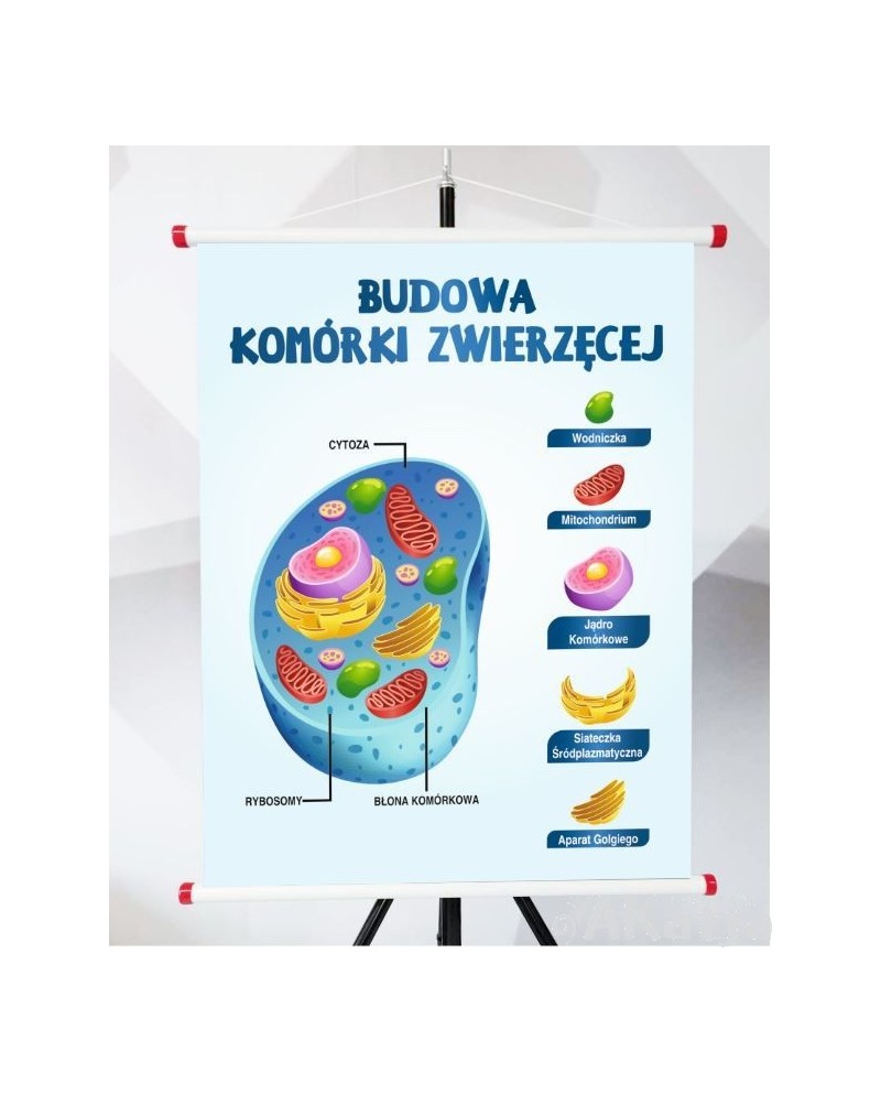 Plansza- Budowa komórki zwierzęcej