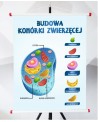 Plansza- Budowa komórki zwierzęcej