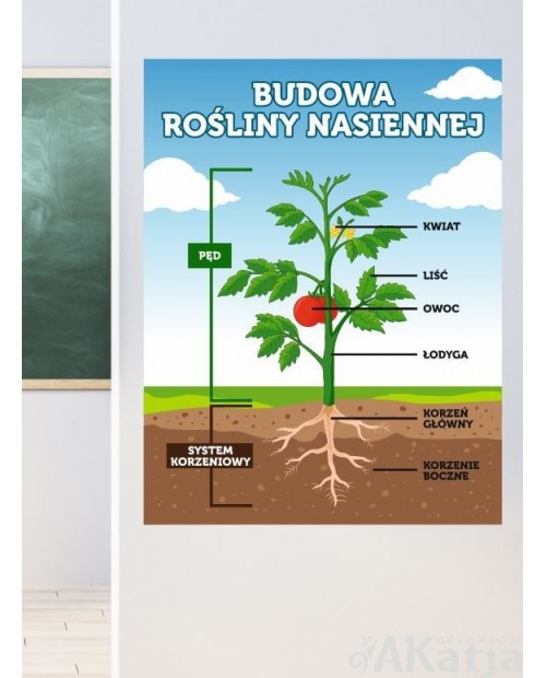 Budowa rośliny nasiennej- naklejka na ścianę