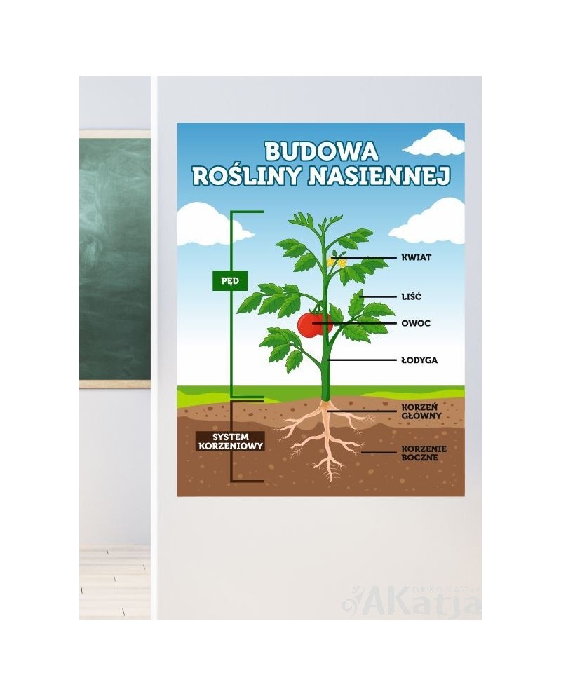 Budowa rośliny nasiennej- naklejka na ścianę
