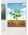 Budowa rośliny nasiennej- naklejka na ścianę