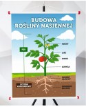 Plansza- Budowa rośliny nasiennej