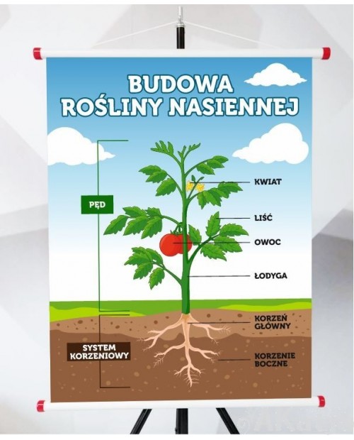 Plansza- Budowa rośliny nasiennej