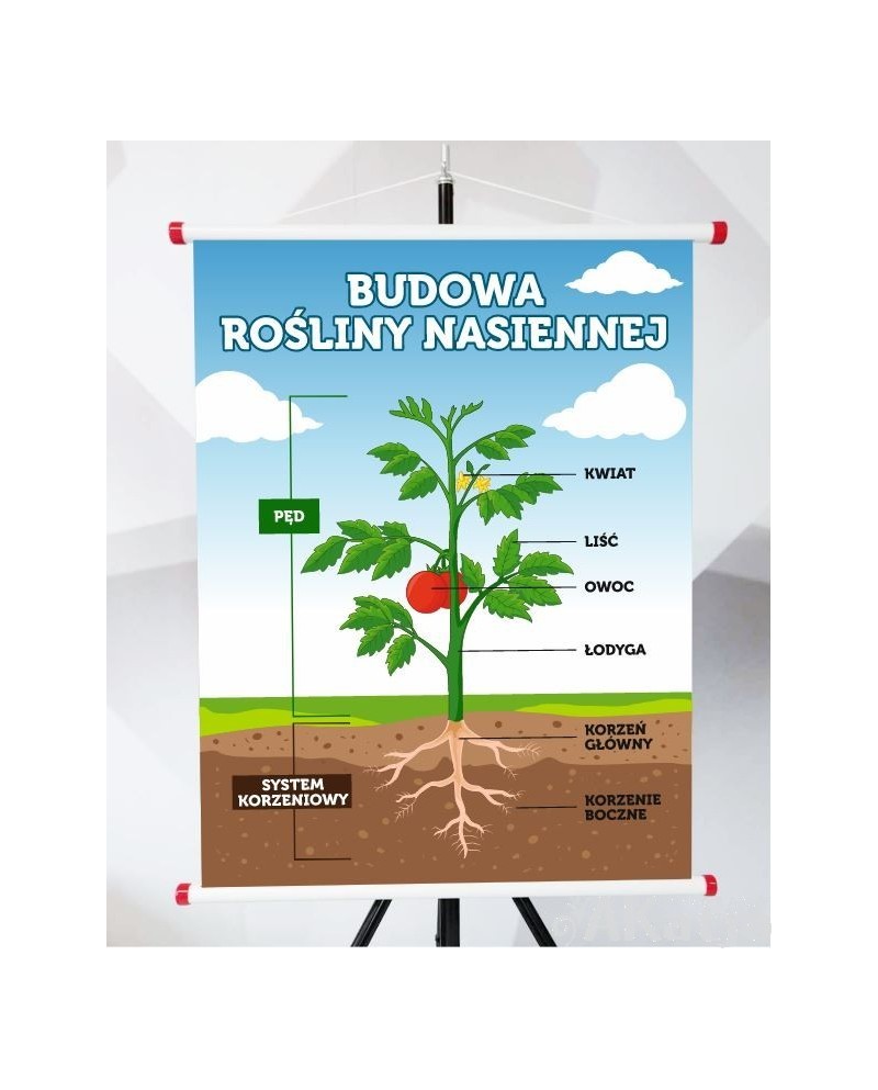Plansza- Budowa rośliny nasiennej